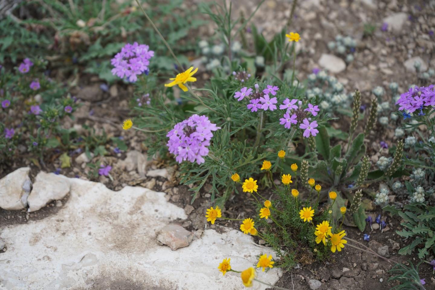 Wildflowers are starting to return to the 7 Oaks Ranch due to proper management.