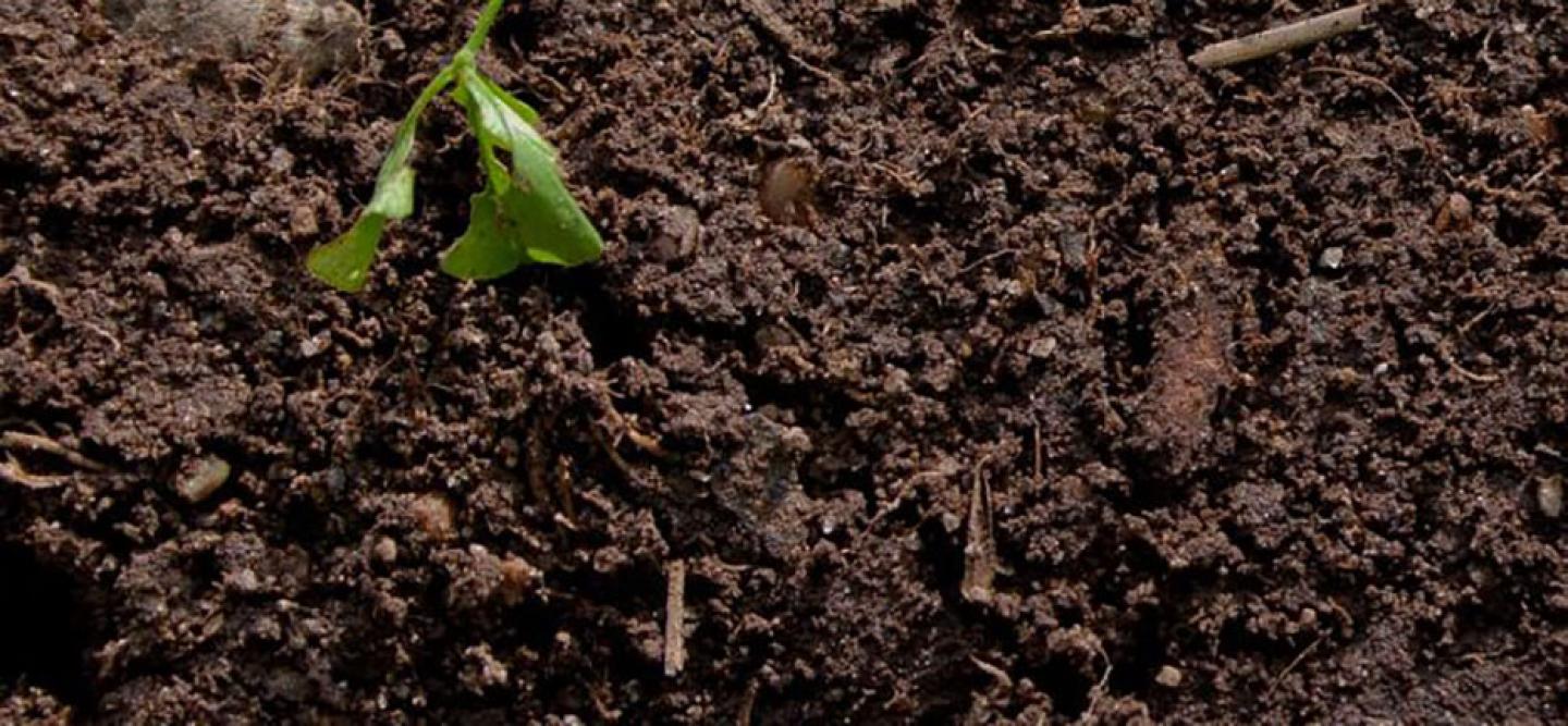 Closeup photo of soil