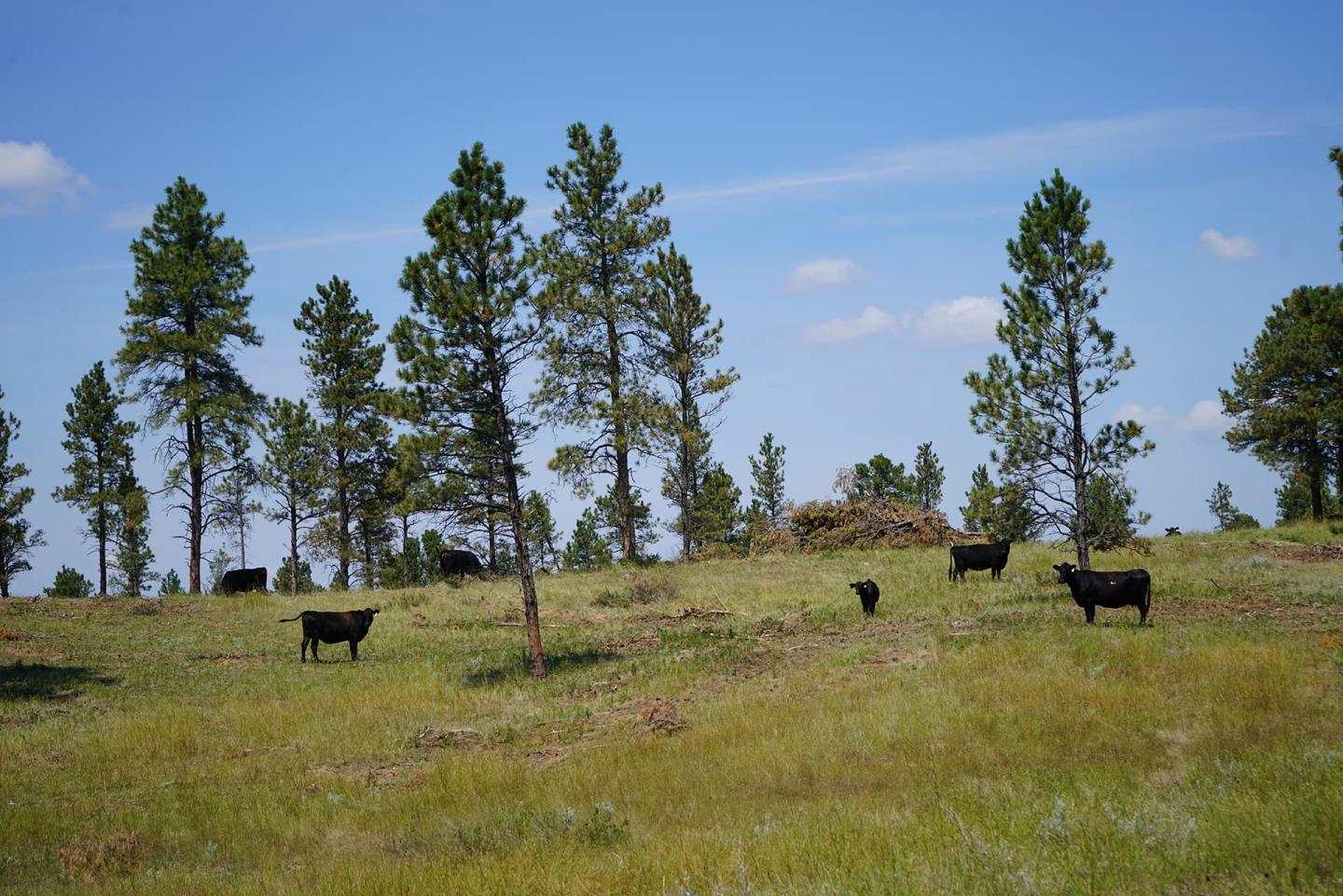 An area of Custer County, Montana, treated to reduce conifer encroachment into rangelands.