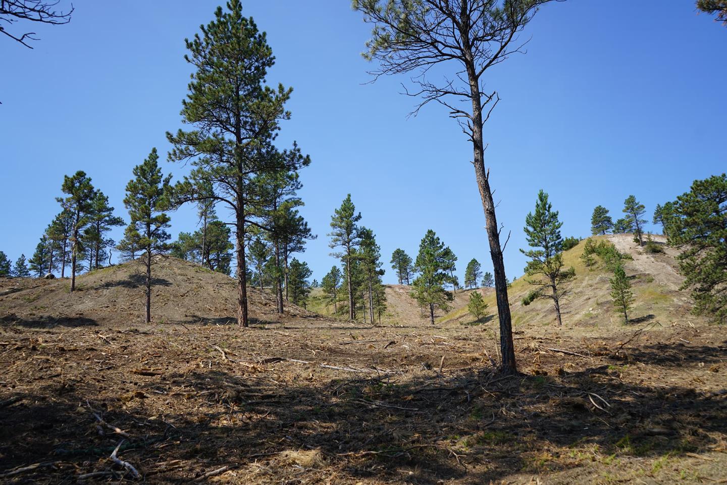 An area of Custer County, Montana, treated to reduce conifer encroachment into rangelands.