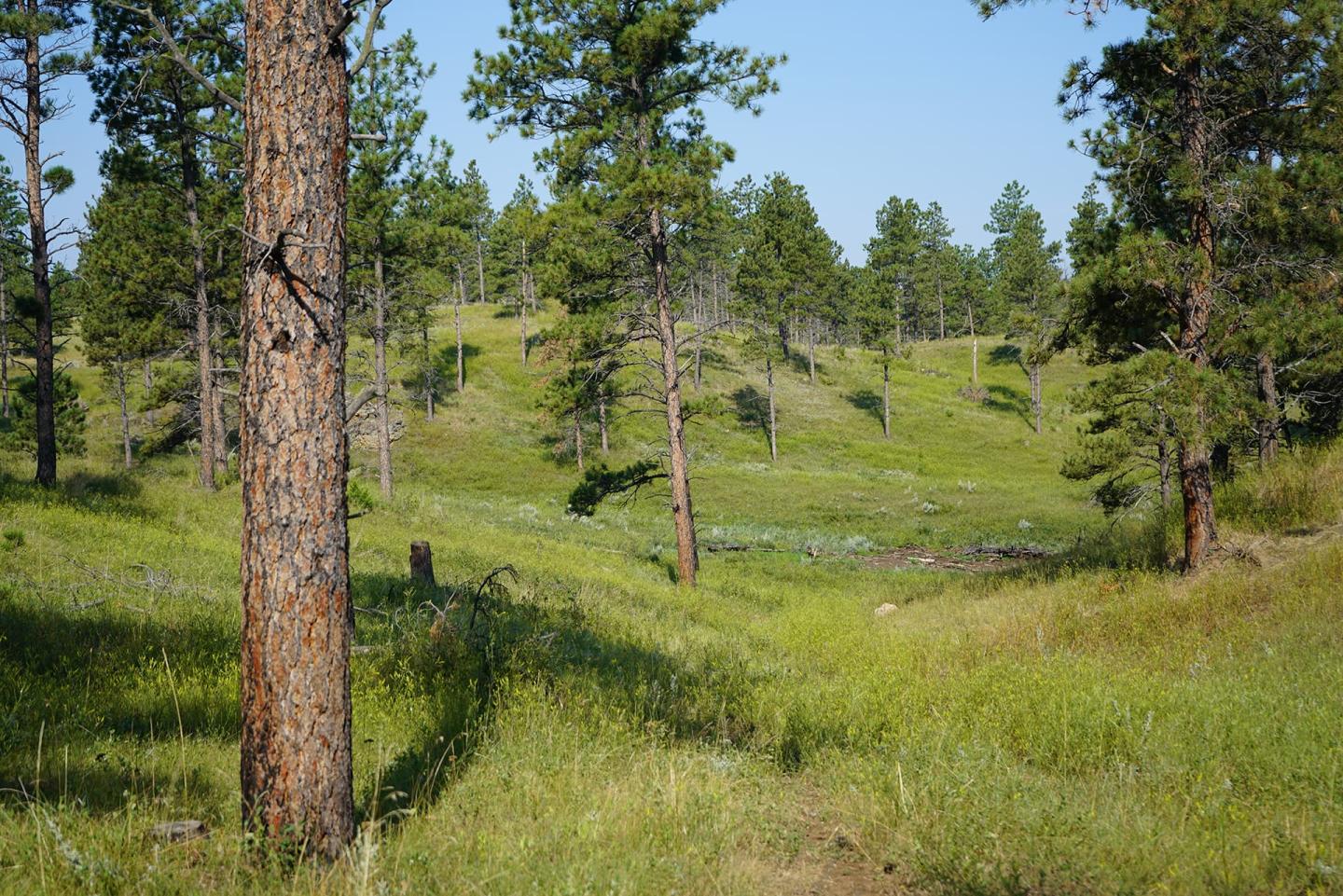 An area in Custer County, Montana, that has been treated to reduce conifer encroachment into rangelands.