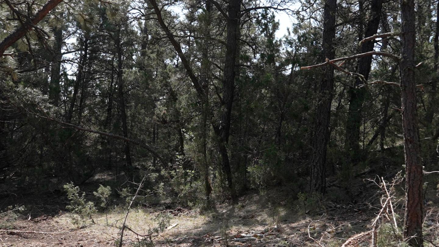 Area of Custer County, Montana, where encroaching conifers are not treated.