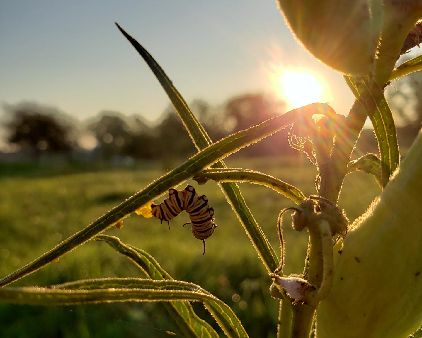 Monarch caterpillar at sunrise