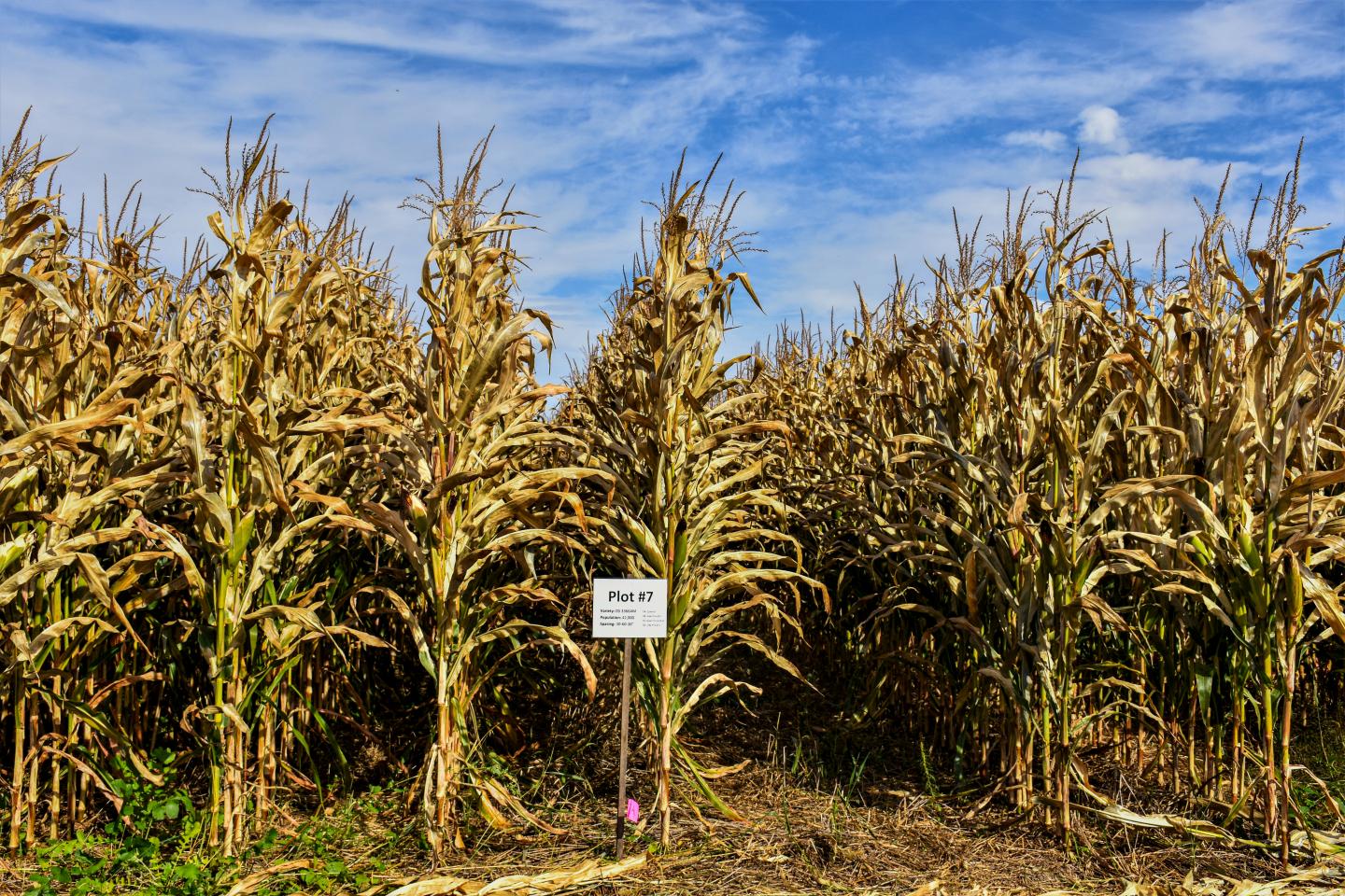 Corn crop test plot seeding signage