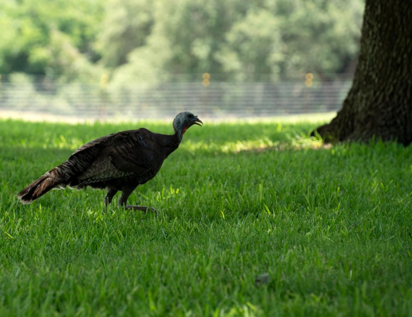 A wild turkey roaming Dice Grove Farms in Bell County Texas after conservation work was completed.