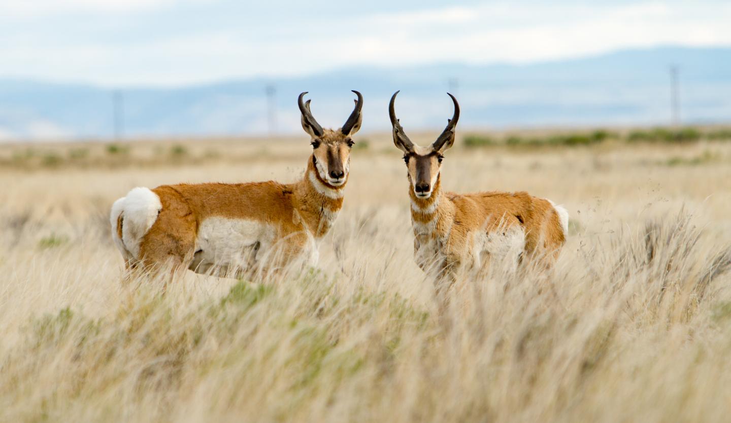 two antelope looking into a field