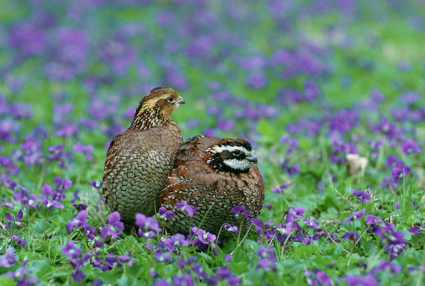 Two northern bobwhite quail in a field of violets.
