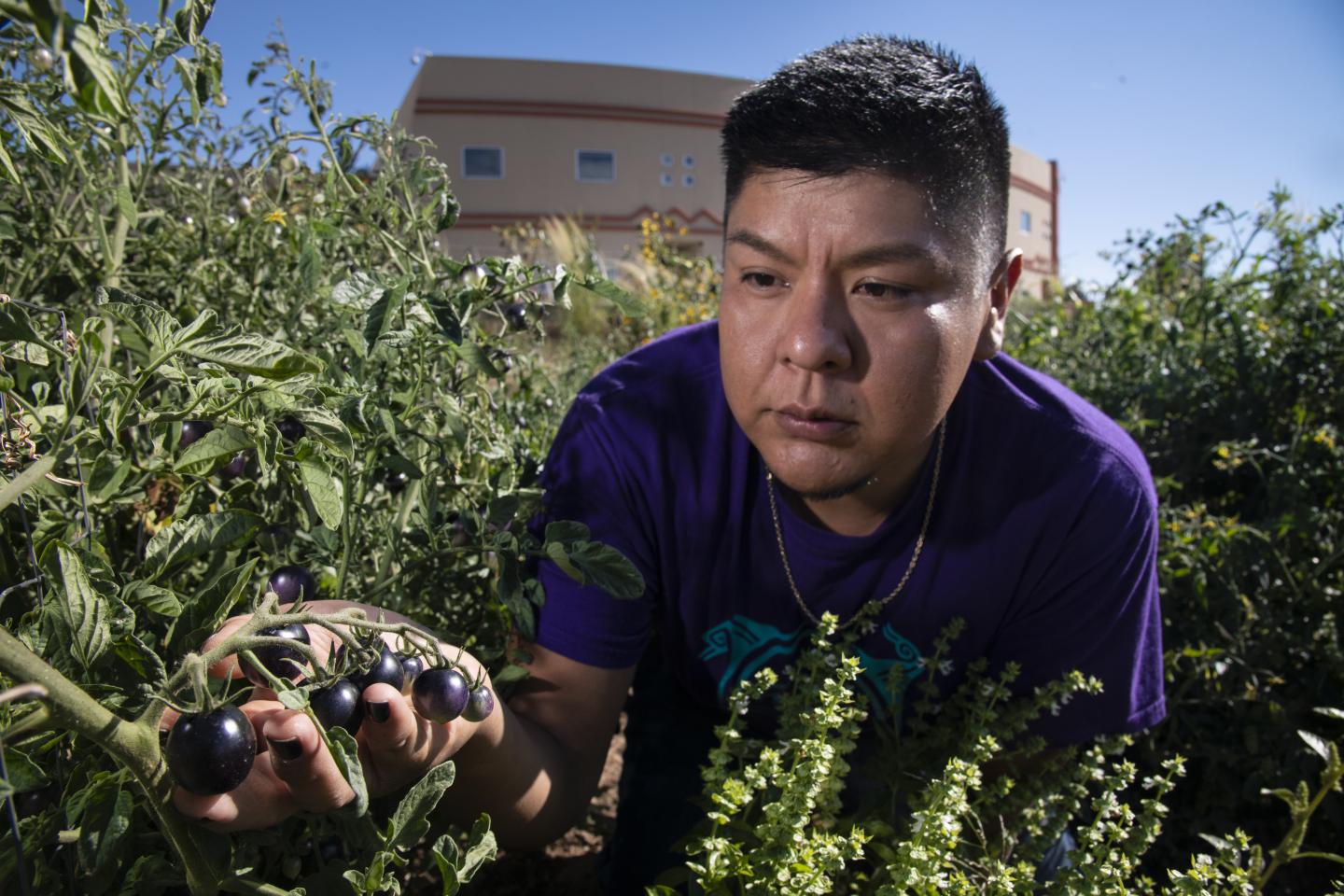 Institute of American Indian Arts (IAIA)1994 Land-Grant Tribal College and University (TCU) Land-Grant Research Assistant Kyle Kootswaytewa checks on the health of black tomato in the IAIA Demonstration Garden, in Santa Fe, NM