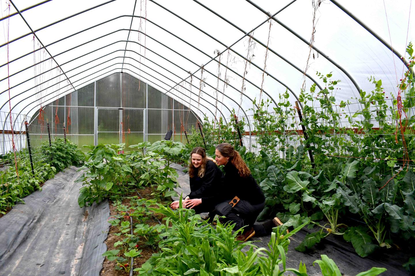 two women kneeling inside a seasonal high tunnel looking at crops growing in the ground
