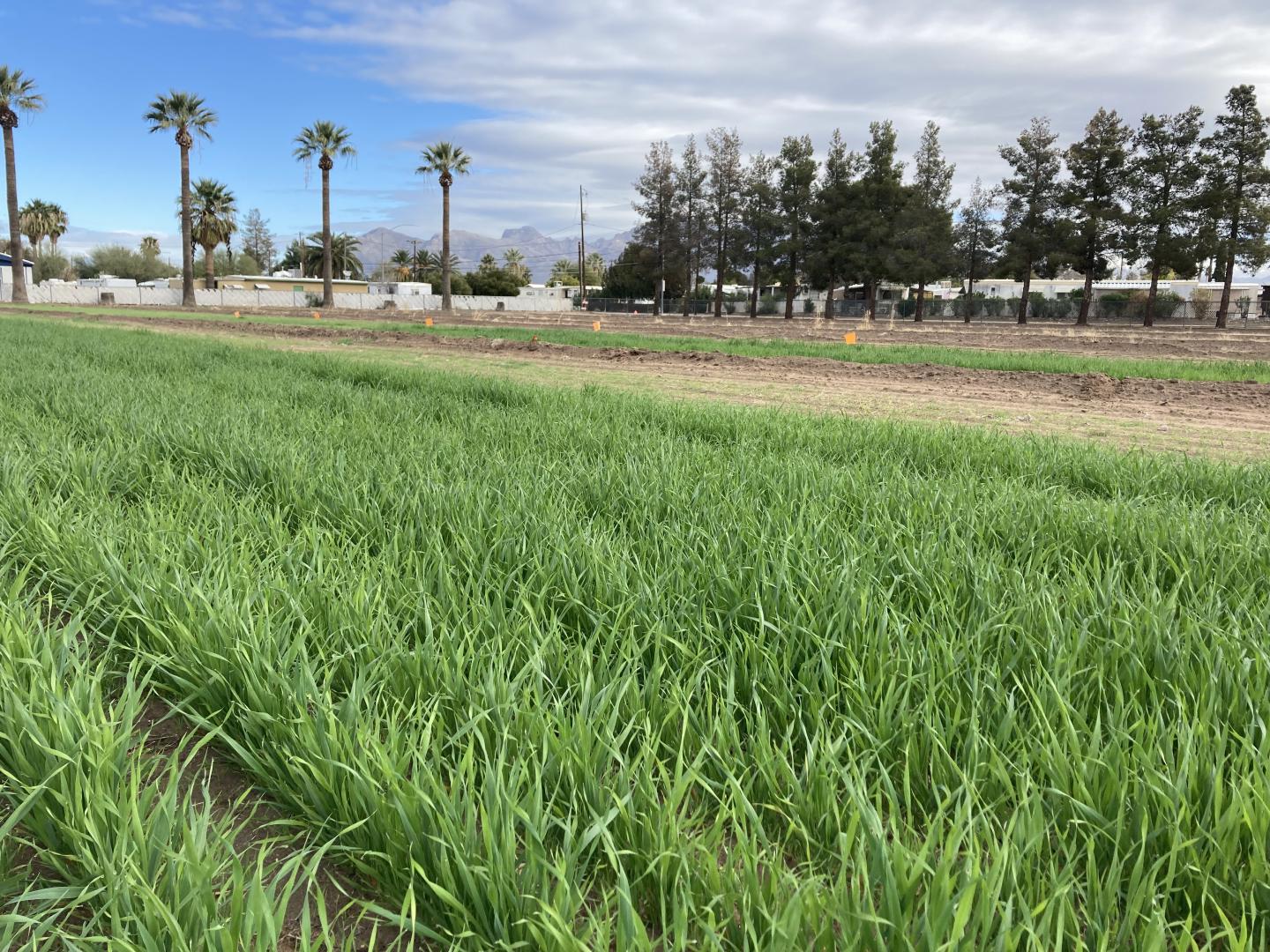 Field planted with black oats and black seeded oats with palm trees and mountains in the background.