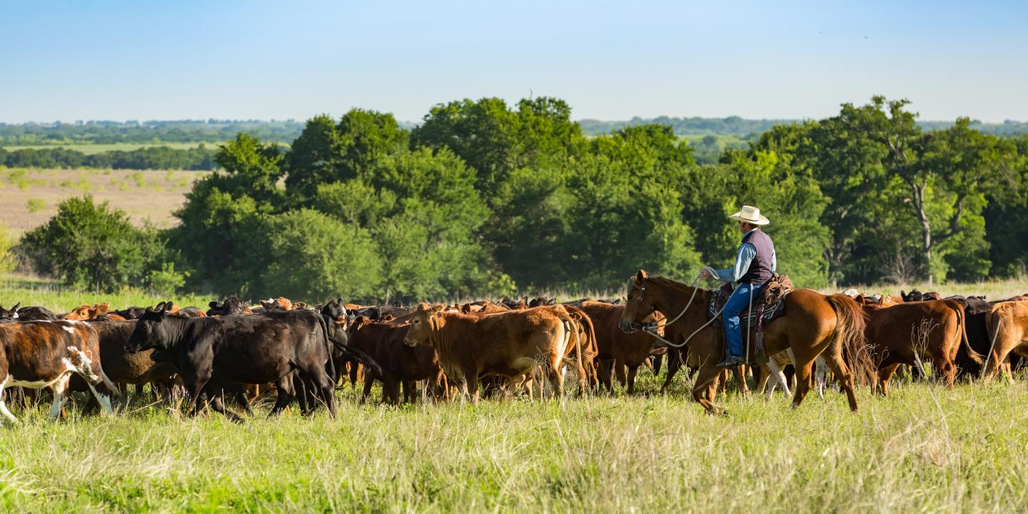 Range photo with cowboy on horse
