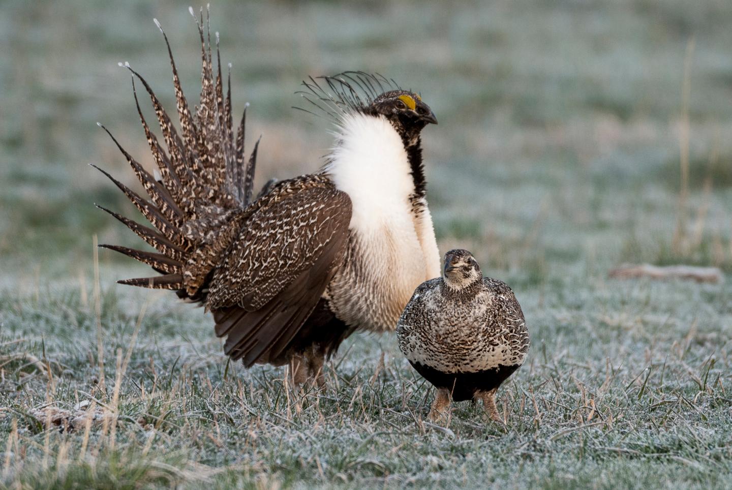 Forage Week sage grouse
