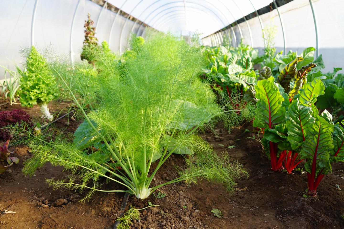 Plant