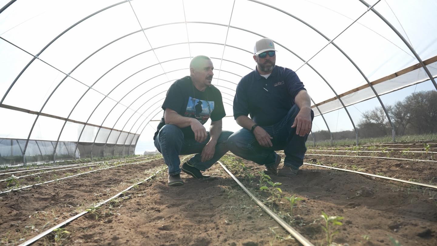 Two men lean down near a ground outside under a high tunnel