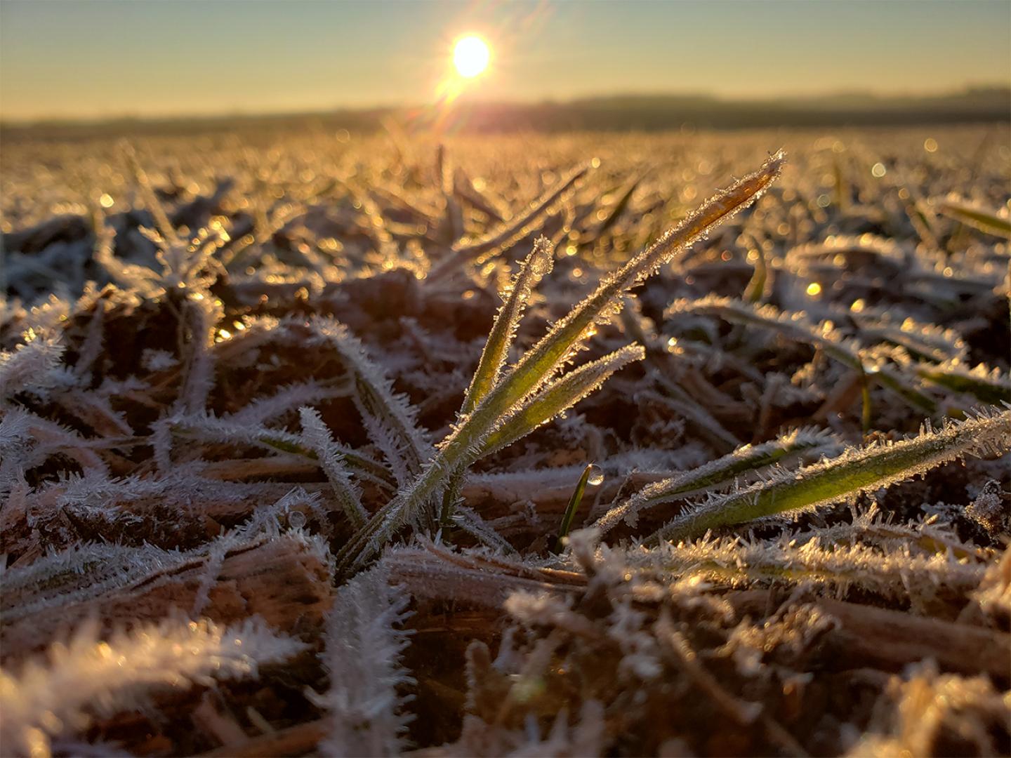 Frosty Cover Crops