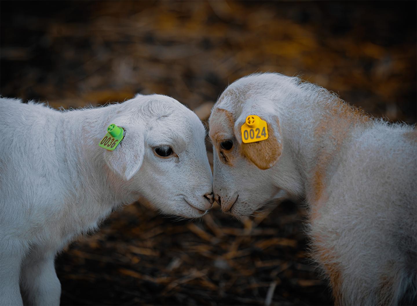Loving Lambs