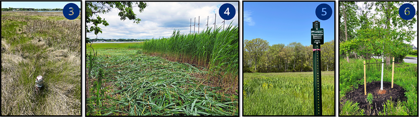Sowam's Meadow restoration activities - Monitoring wells ❸ and easement signs ❺ installed in salt marsh and marsh migration corridor; Phragmites australis cut-back ❹; native trees planted around field perimeter ❻.