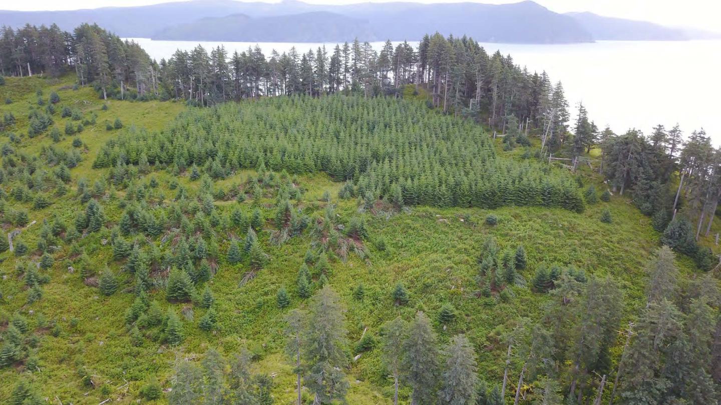 Juneau stock plantings on Afognak Island, Alaska
