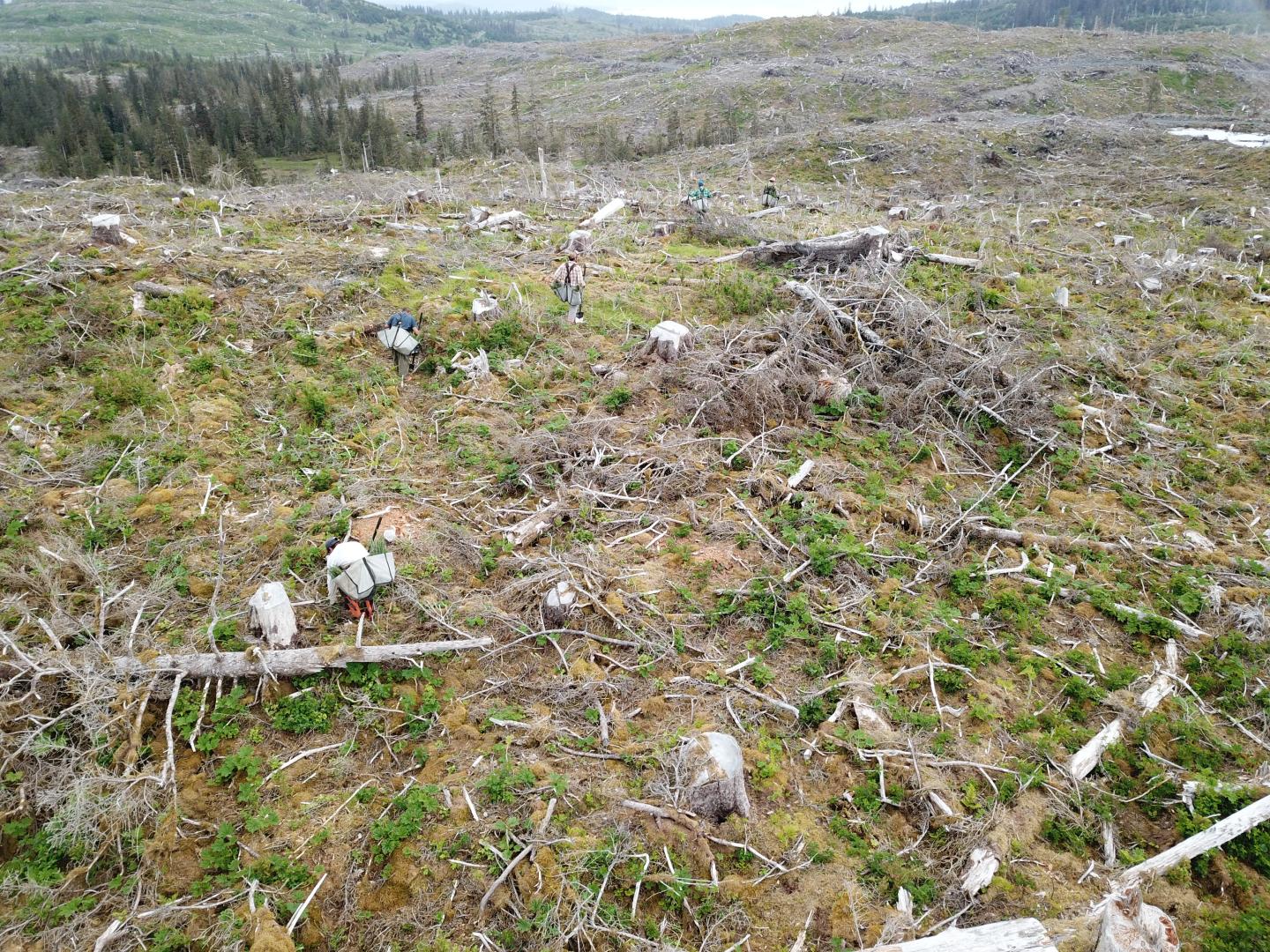 planting trees after timber harvest