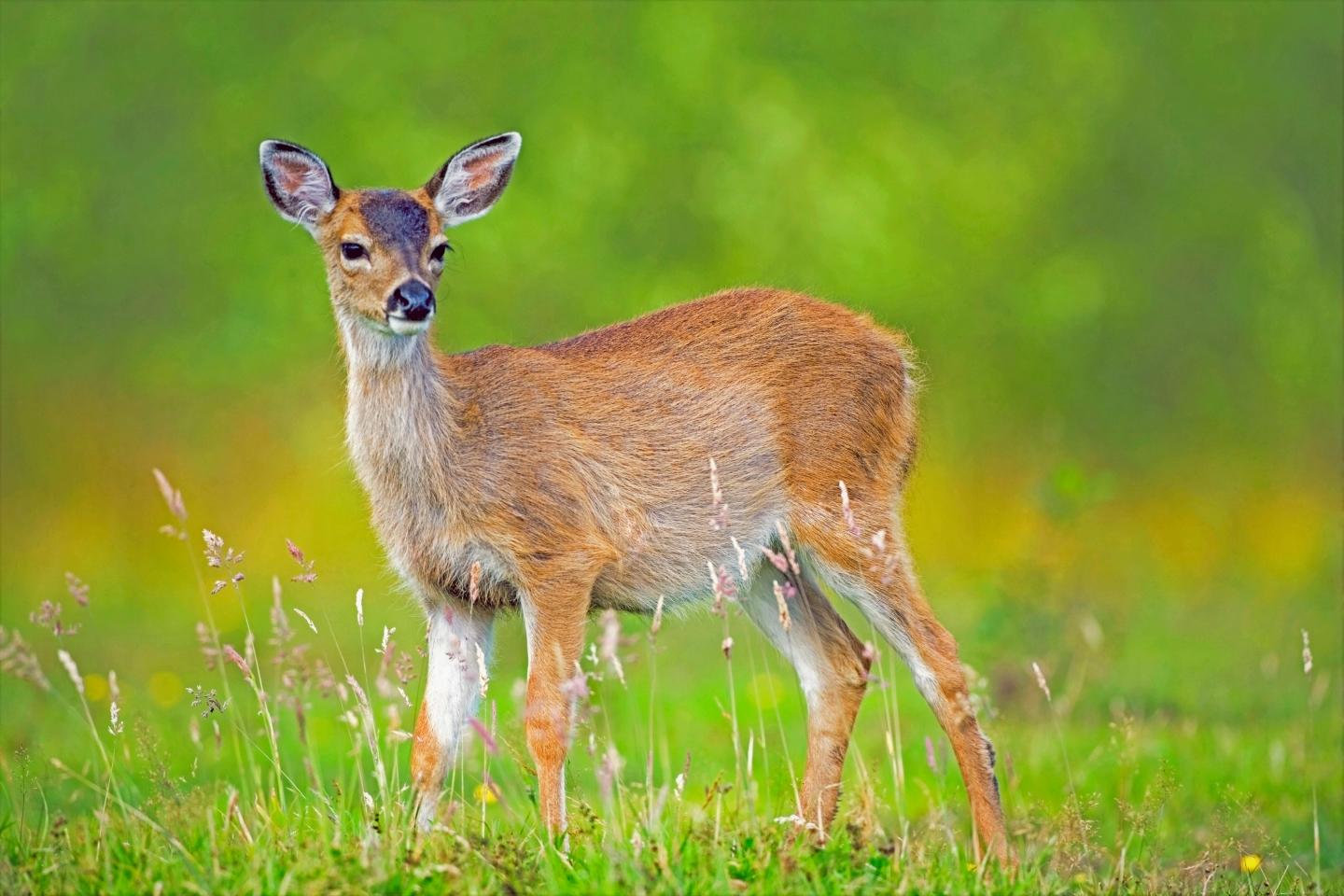 Sitka blacktail deer