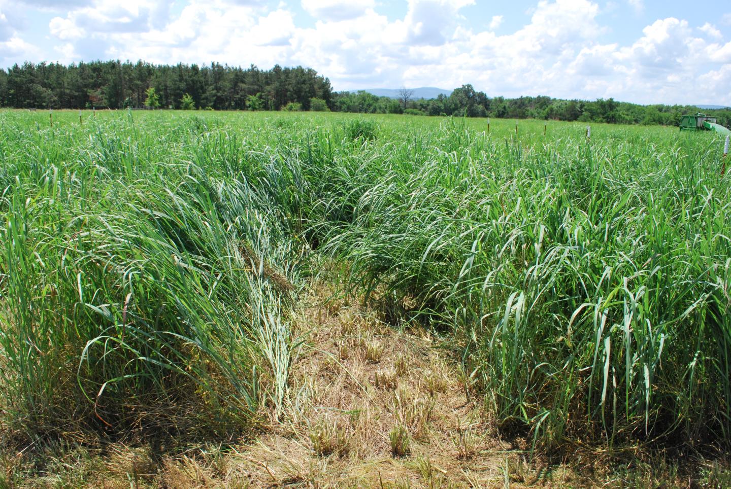 Image of harvested area in switchgrass test Plot