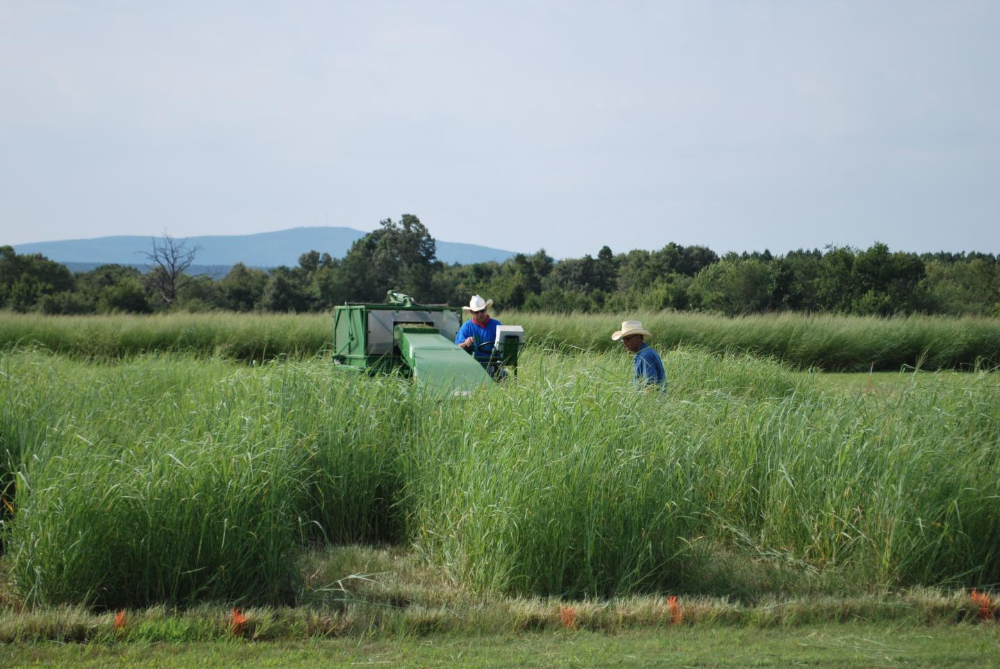 Harvesting 'Alamo' switchgrass at the Booneville, AR Plant Materials Center .