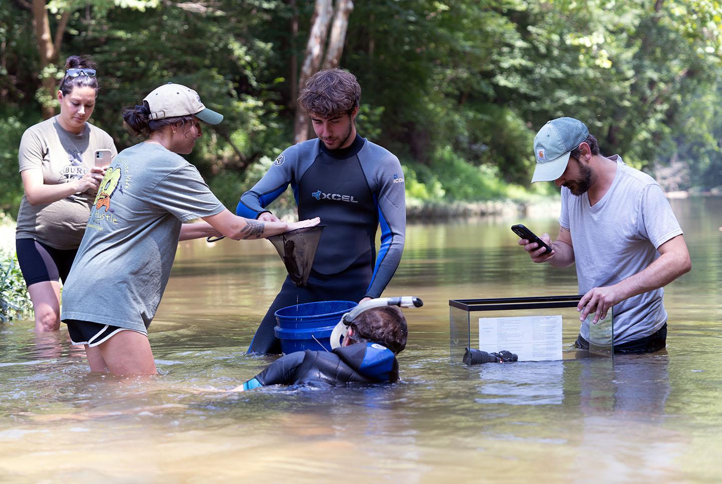 Volunteers in a river. A young woman in t-shirt and shorts hands a hellbender in an aquarium net to a young man in a wetsuit.