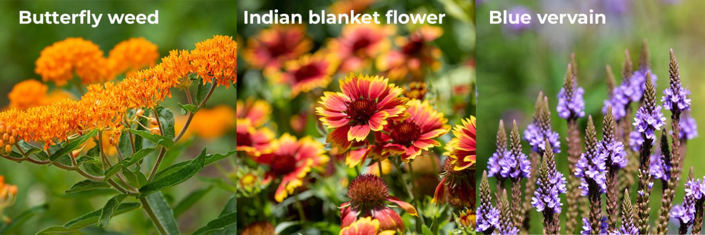 Top Three Flowers