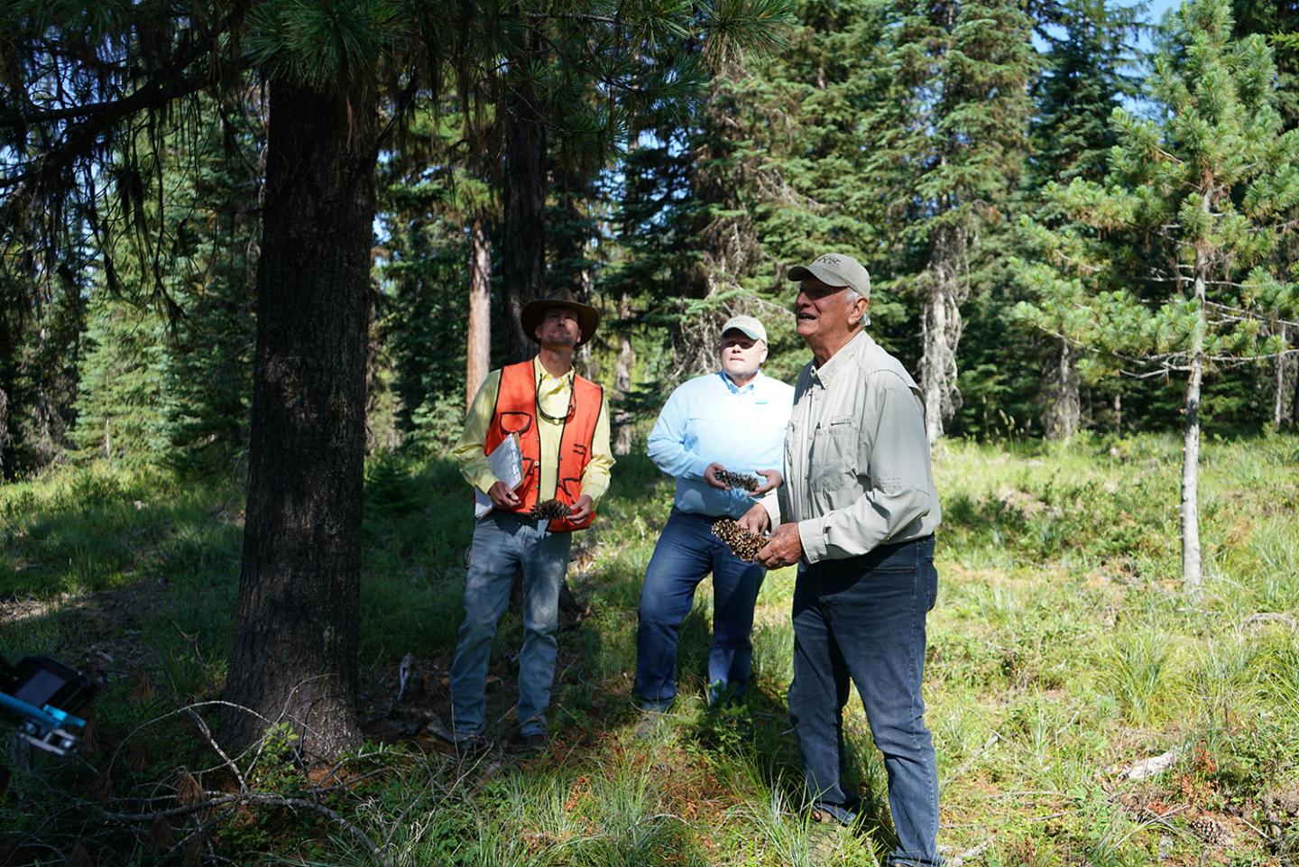 Three men stand in the forest looking at the health of each tree.