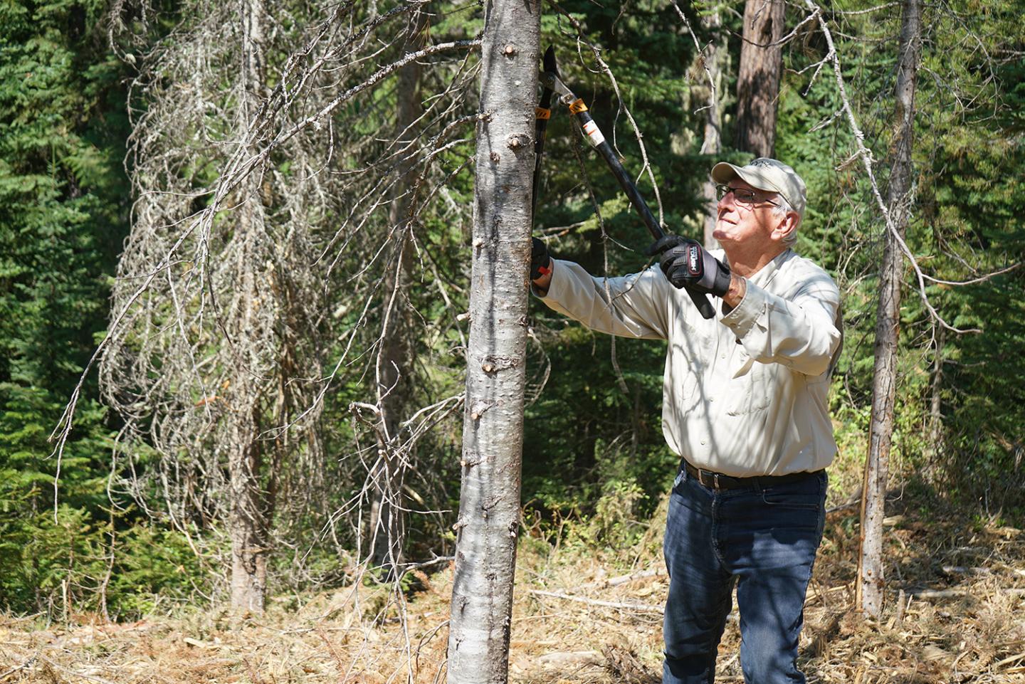 Charles pruning a diseased tree.