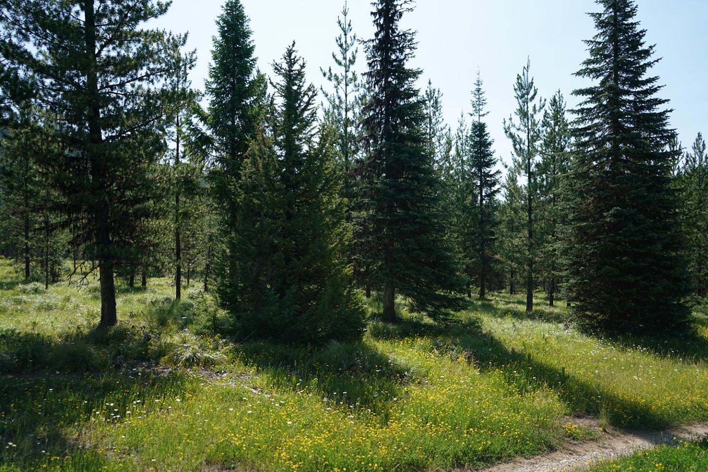 Healthy forest stand after a thinning treatment to mitigate the risk of wildfire.
