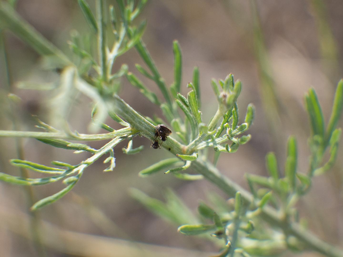 Biological control insects on a knapweed plant.