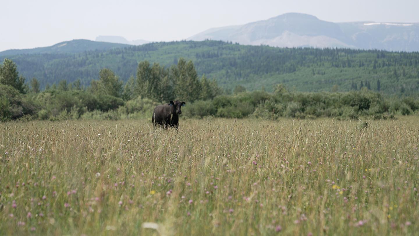 A cow stands in tall vegetation with mountains in the distance.