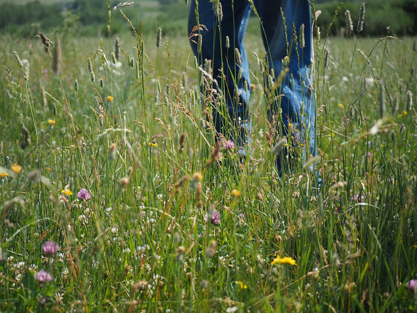Diverse vegetation in a pasture.