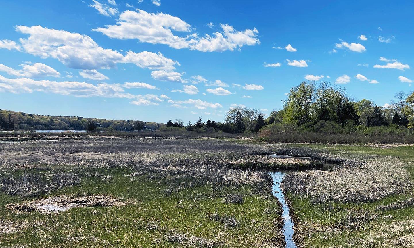 Runnel dug to restore saltmarsh hydrology and connect to open pond area at Rocky Hill WRE in Warwick, RI, July 2024.