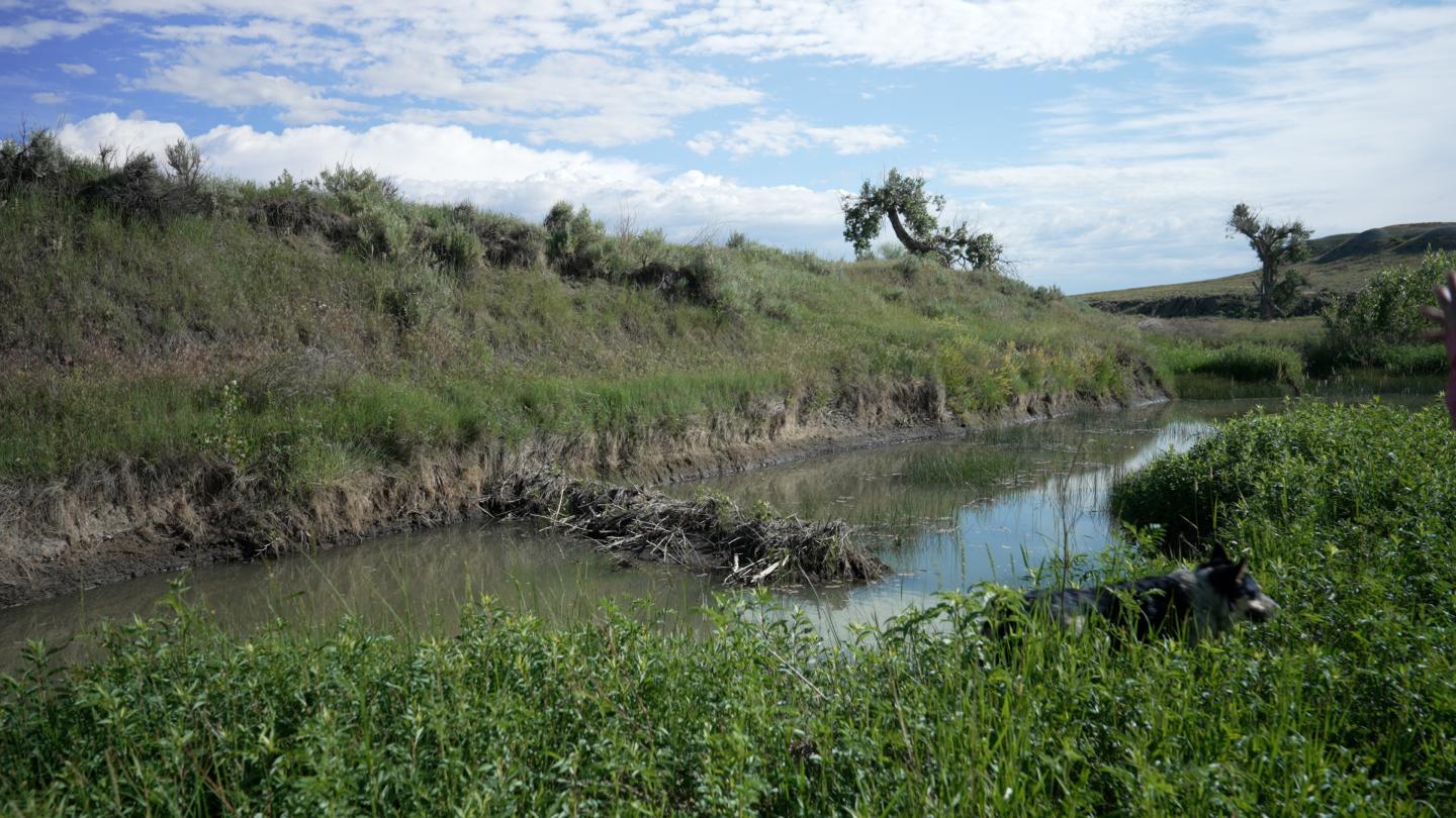creek with beaver dam