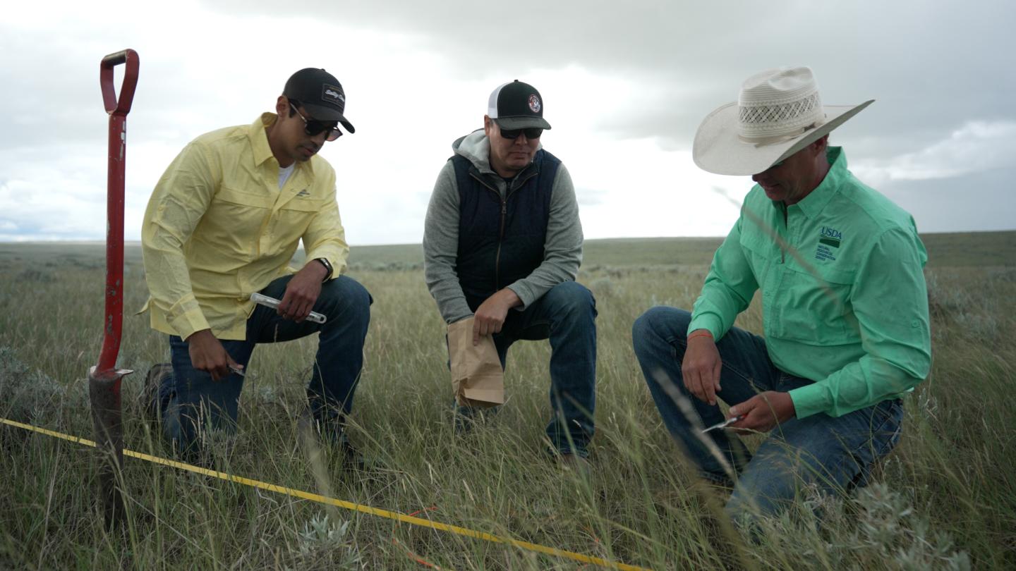 Three people kneeling in field looking at forbs and grasses