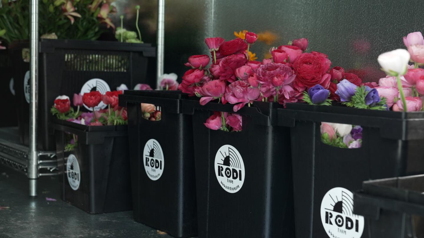 multiple buckets of cut flowers that say Rodi Farms