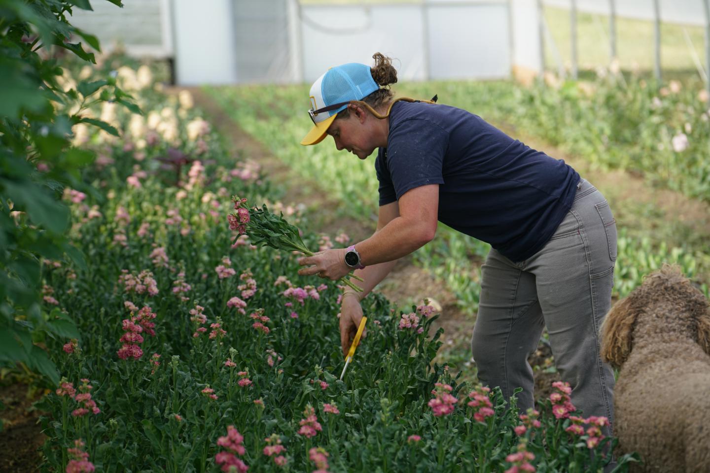 woman leaning over cutting flowers in a high tunnel with a dog