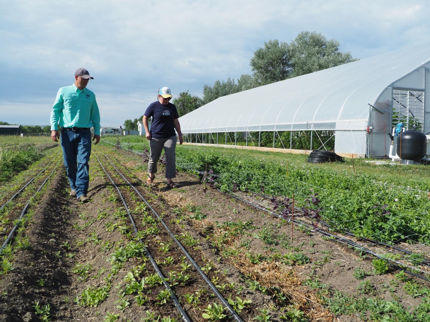 Two people walking between rows of growing flowers with water lines