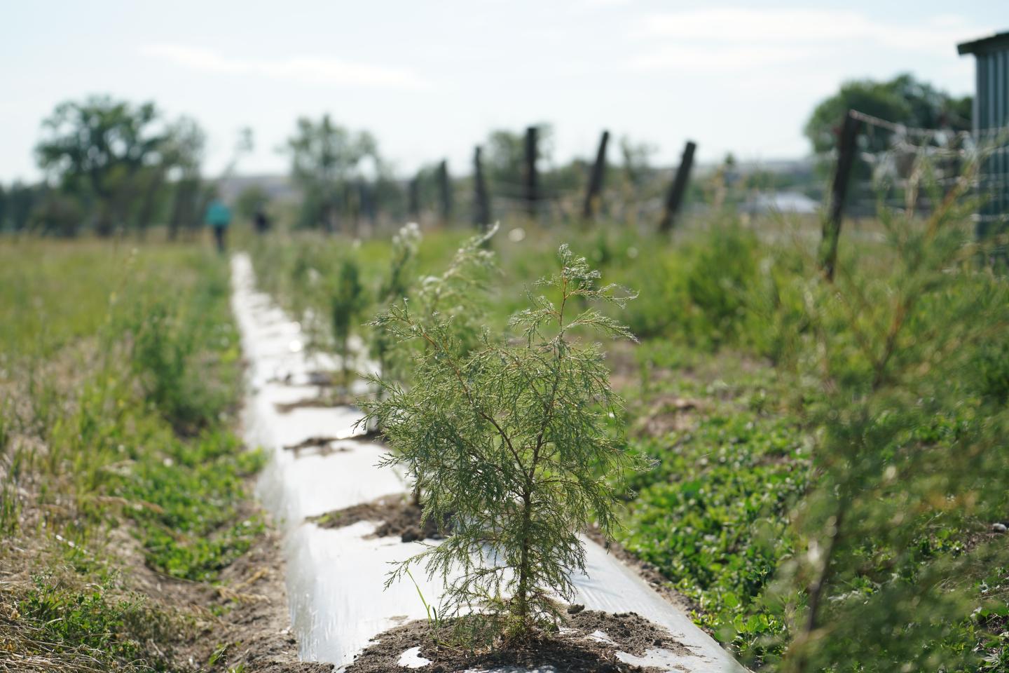 trees growing in a row