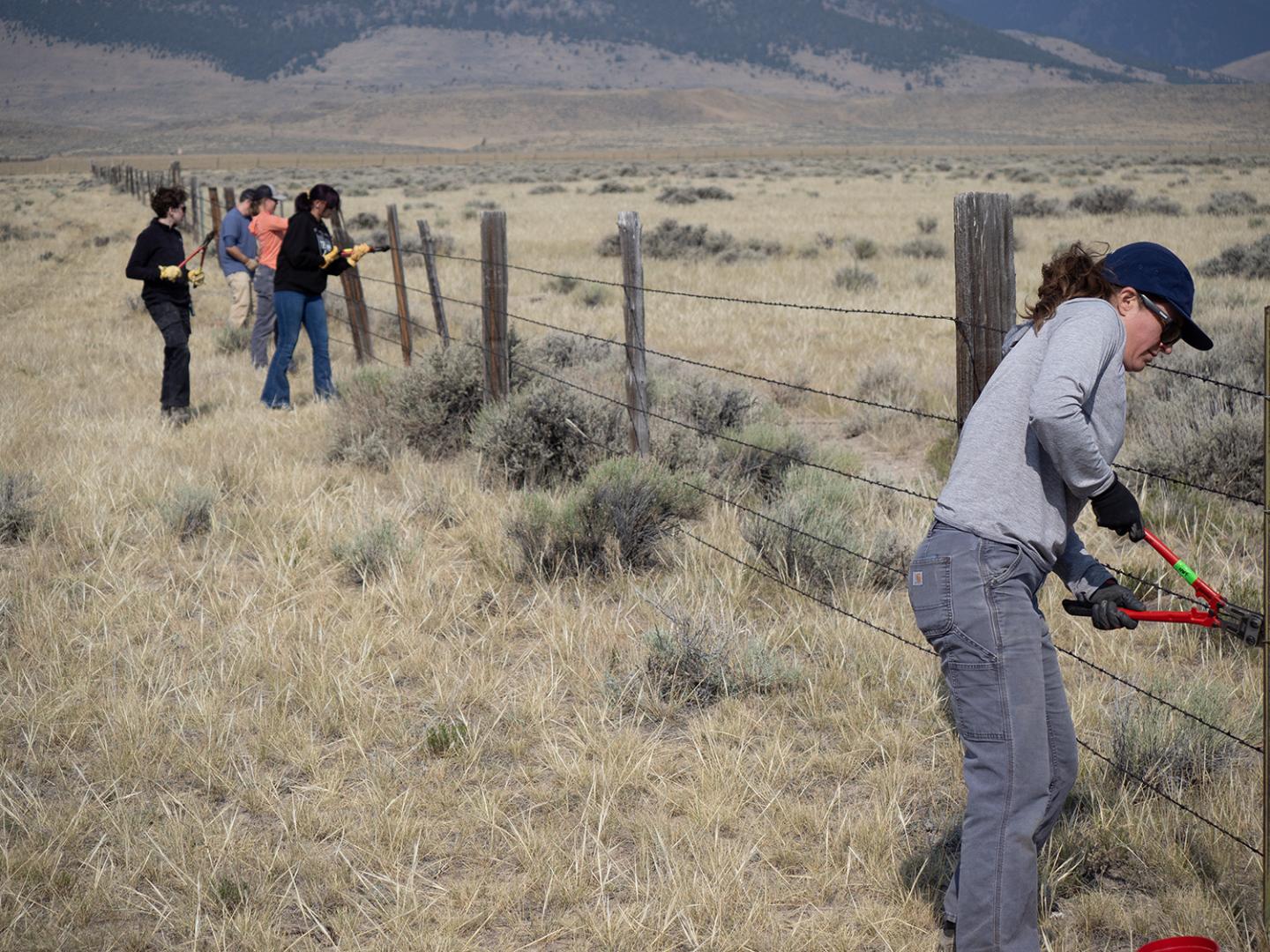 Dr. Arica Crootof works with crew removing old fence.