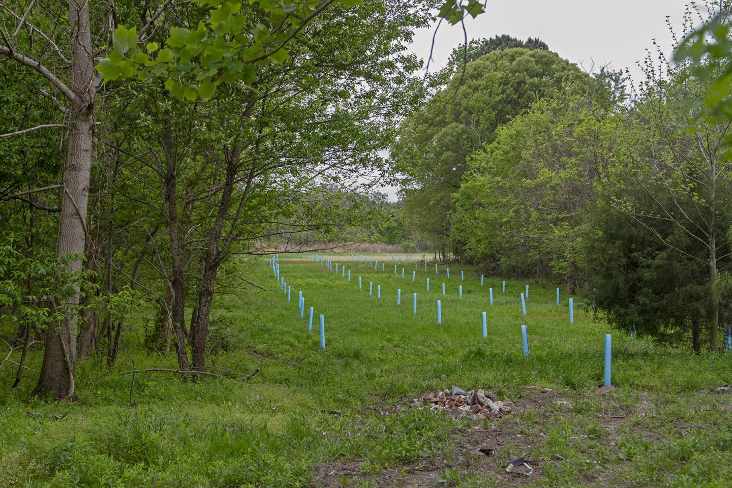 Mensias' land with trees planted