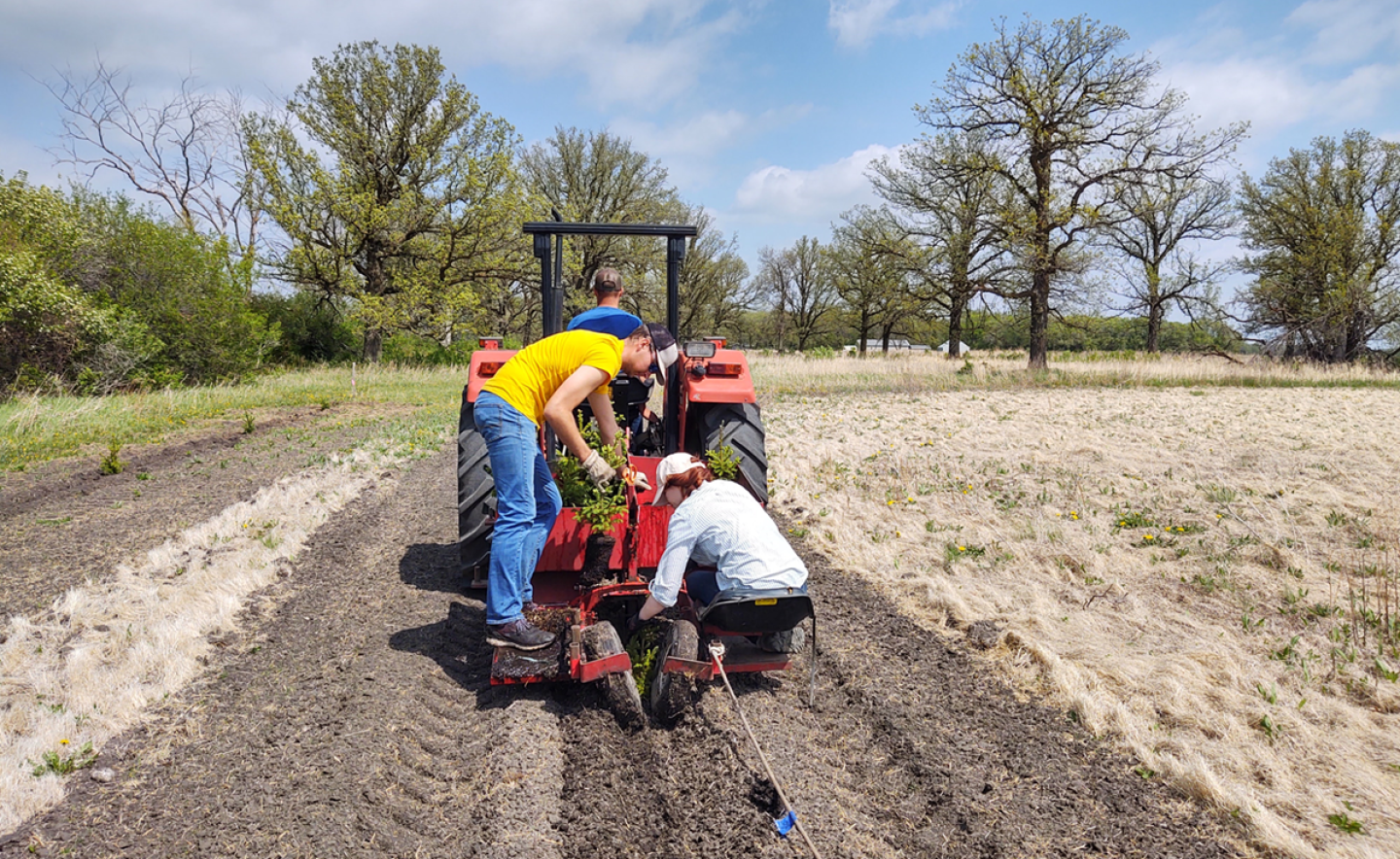 Row planting of trees on an RCPP Project