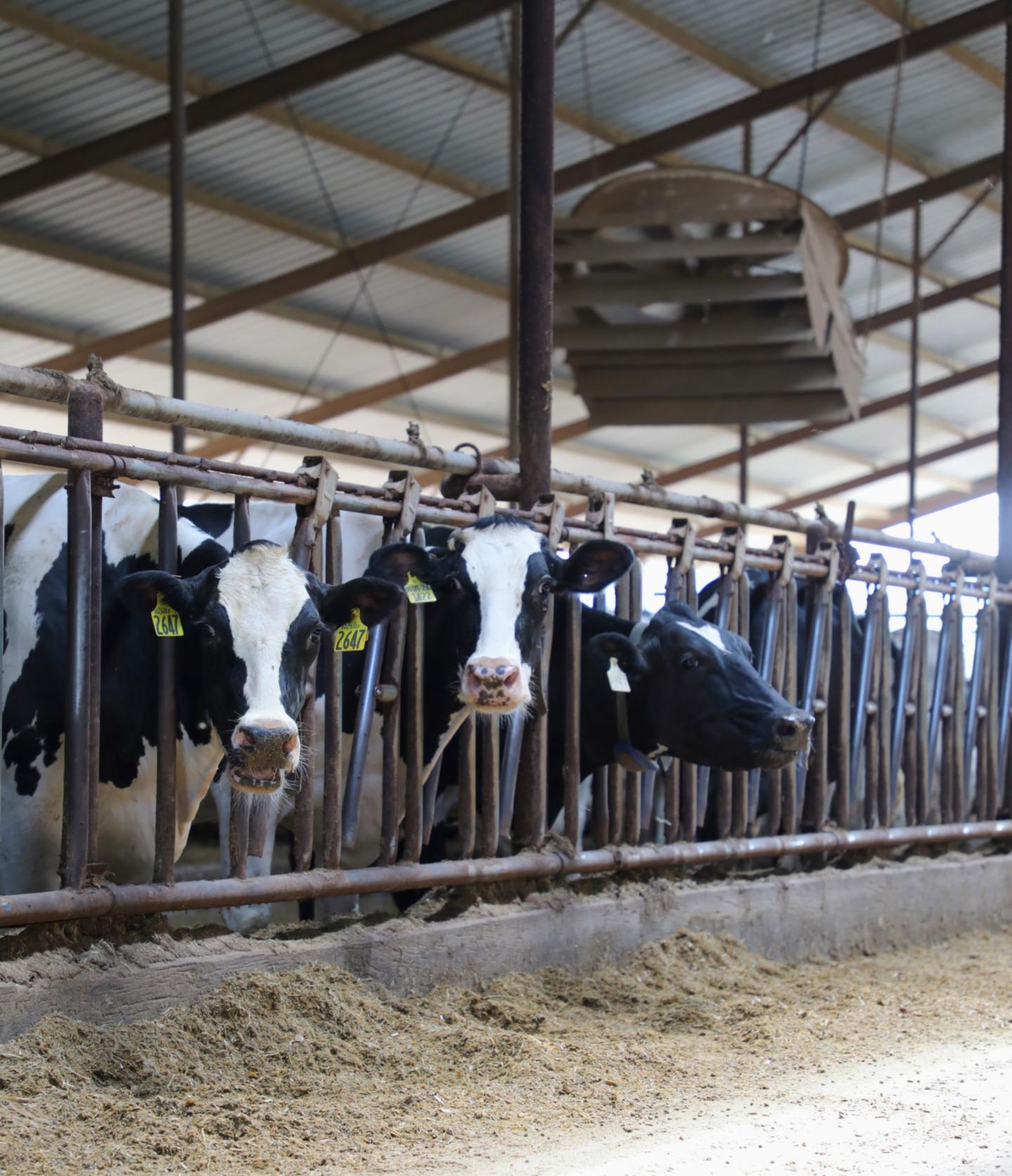 dairy cows