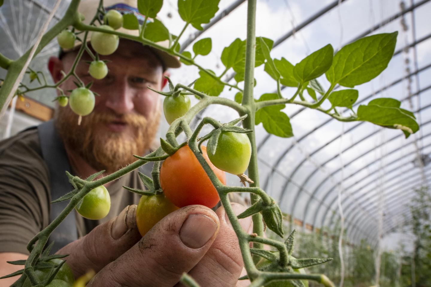 Cody Scott harvests grape tomatoes at Green Bexar Farm, in Saint Hedwig, Texas, near San Antonio, on Oct 21, 2020. Cody and Natalie Scott started with a 10-acre pecan grove in 2017 and has since converted one acre for a wide variety of produce on micro irrigated beds outdoors and in three seasonal high tunnels installed with the technical and financial conservation assistance of the U.S. Department of Agriculture (USDA) Natural Resources Conservation Service (NRCS). Cody estimates it would have taken him te