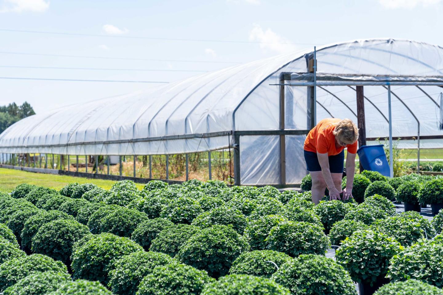 Linda Baird checks on mums growing at Cornucopia Farm in Scottsburg, IN on Aug. 12, 2021. Linda and Kevin Baird are growing more than 7,000 mums this year along with pumpkins, corn, soybeans and tomatoes. The Bairds have enrolled in multiple EQIP and CRP contracts through NRCS to help address resource concerns on their land including implementing cover crops and building a high tunnel to grow tomatoes. (NRCS photo by Brandon O’Connor)