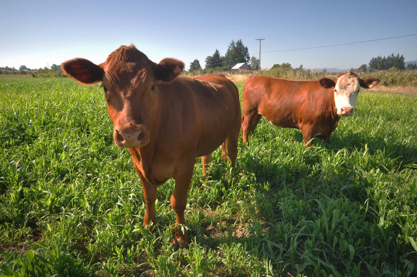 To build soil health, cattle graze cover crops on land not currently in vegetable production at Square Peg Farm, which is a certified organic produce farm located near Forest Grove, Oregon.
