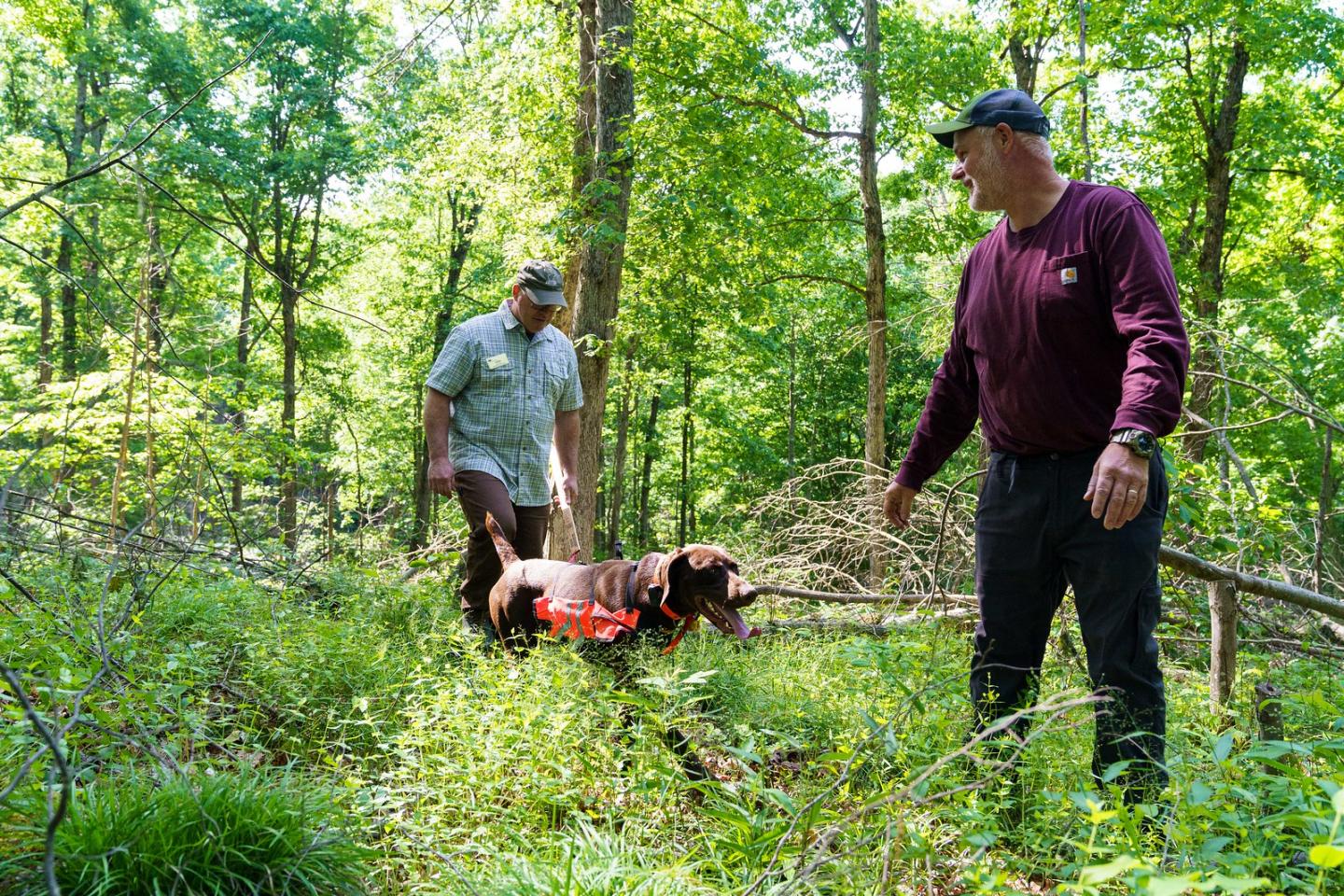 Indiana NRCS State Forester Daniel Shaver (left), David Ray and Ray;s dog Dasher check out the ongoing work being done at a private forest owned by Ray in Jackson County, IN during a visit May 24, 2022. Ray purchased 310 acres of forestland in 1995 to use for recreational purposes including hunting, hiking and foraging. Ray enrolled his land in NRCS’ Environmental Quality Incentives Program in 2017 for forest stand improvement and brush management. After the conclusion of his EQIP contract, he enrolled th