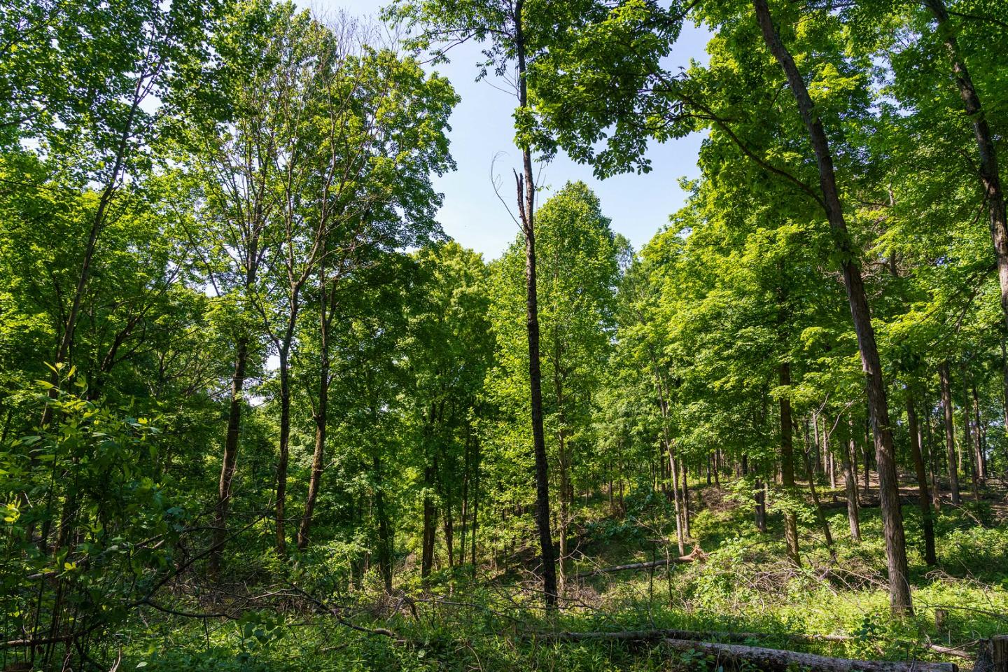 David Ray purchased 310 acres of forestland in Jackson County, IN in 1995 to use for recreational purposes including hunting, hiking and foraging. Ray enrolled his land, pictured on May 24, 2022, in NRCS’ Environmental Quality Incentives Program in 2017 for forest stand improvement and brush management. After the conclusion of his EQIP contract, he enrolled the acres in NRCS’ Conservation Stewardship Program to complete herbaceous weed treatment, help facilitate oak forest regeneration, and plant conser